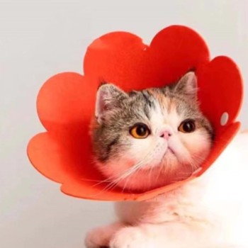 Evcil Hayvan L Boy Keçe Elizabeth Yakalığı  