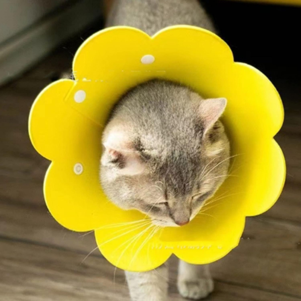 Evcil Hayvan S Boy Keçe Elizabeth Yakalığı 