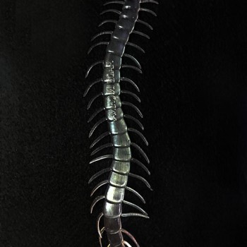 Karanlıkta Parlayan Fosforlu Kırkayak