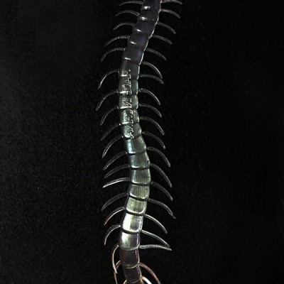 Karanlıkta Parlayan Fosforlu Kırkayak